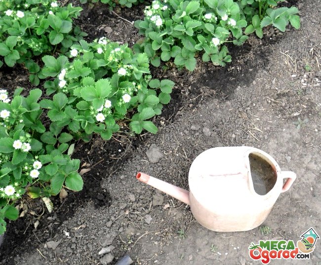 Чем подкормить клубнику весной: органические и минеральные удобрения